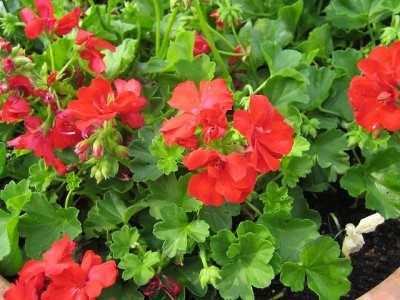 geraniums1-400×300